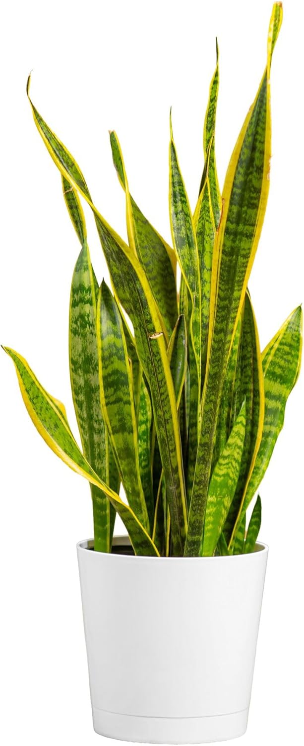 Costa Farms Snake Plant, Mother-in-Law's Tongue Live Plant in Decorative Pot, Large Easy to Maintain Indoor Succulent Houseplant, Assorted Variety, Home, Room, or Office Décor, 2-3 Feet Tall