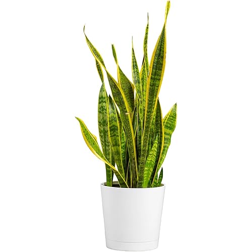 Costa Farms Snake Plant, Mother-in-Law's Tongue Live Plant in Decorative Pot, Large Easy to Maintain Indoor Succulent Houseplant, Assorted Variety, Home, Room, or Office Décor, 2-3 Feet Tall