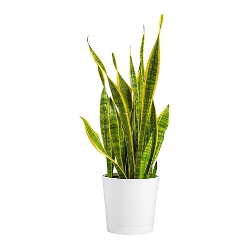 Costa Farms Snake Plant, Mother-in-Law's Tongue Live Plant in Decorative
