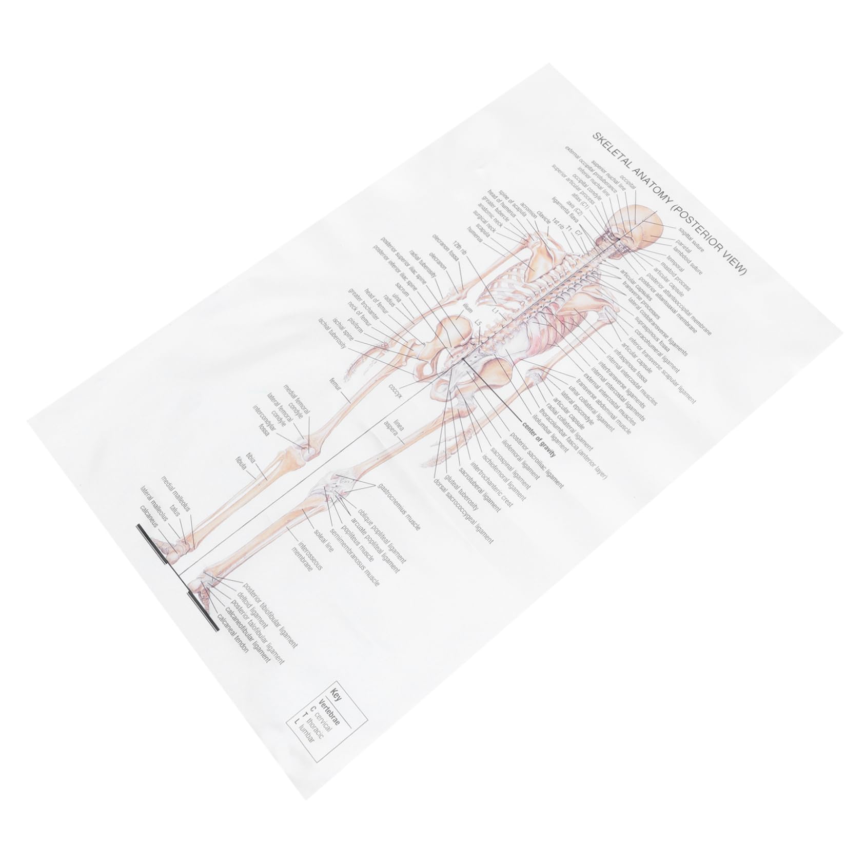 Cabilock Skeleton Human Anatomy Poster Creative Decorative Chart for Office Study Theme Meaningful present for Medical Enthusiasts