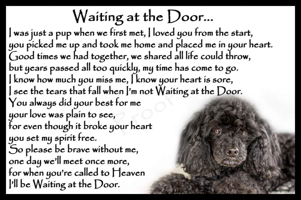 Poodle Pet Dog Memorial Rainbow Bridge Gift - Waiting at The Door