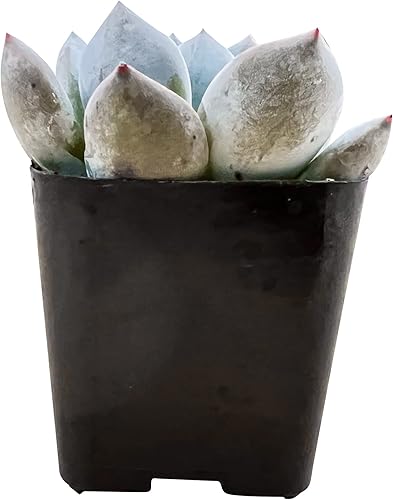 Miniatura 2 de Sprout N Green Echeveria 'Snow Angel', suculenta viva totalmente enraizada en maceta de 2 pulgadas, planta de casa rara para decoración colgante de