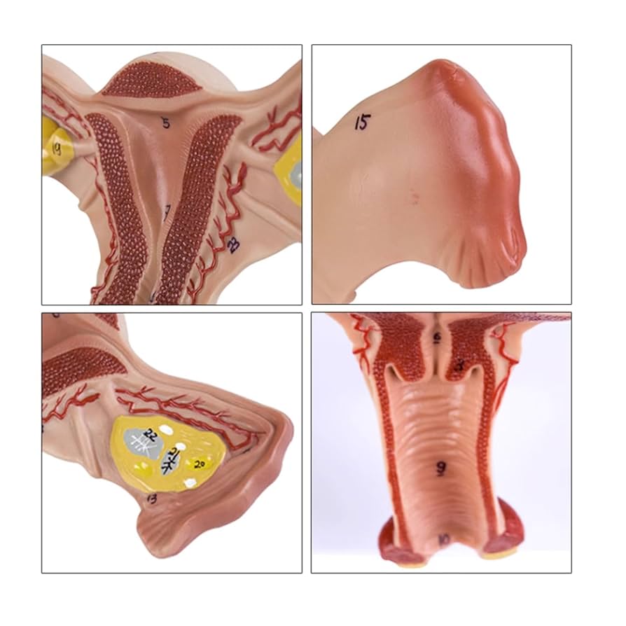 1、医療用 模型 子宮 解剖学的女性生殖器模型 木製ケース入り 送料込みで発送 Amazon.co.jp: 病理学的子宮卵巣モデル、人体解剖学および生理学