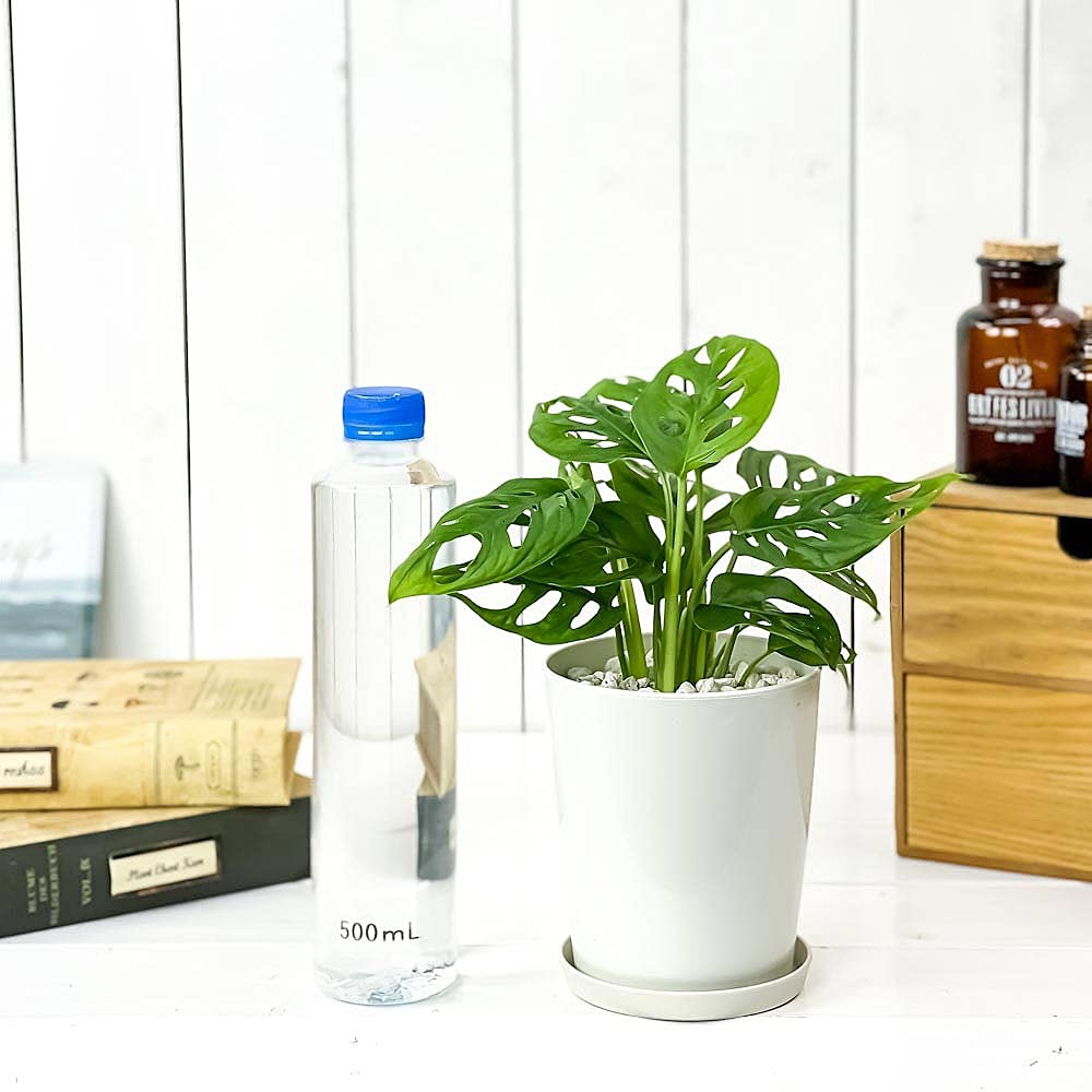 Amazon｜PLANCHU 観葉植物 マドカズラ モンステラ フリードリヒスター