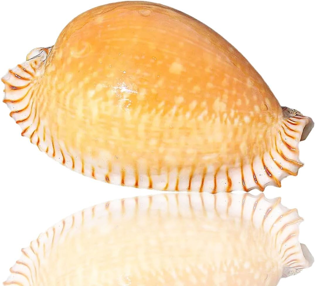 特大 オベサ × バリダ 交配種 陶器鉢のまま ユーフォルビア コーデック