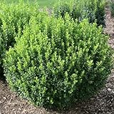 Sprinter® Boxwood - Buxus - Grows in Sun or Shade - Proven Winners - 4' Pot