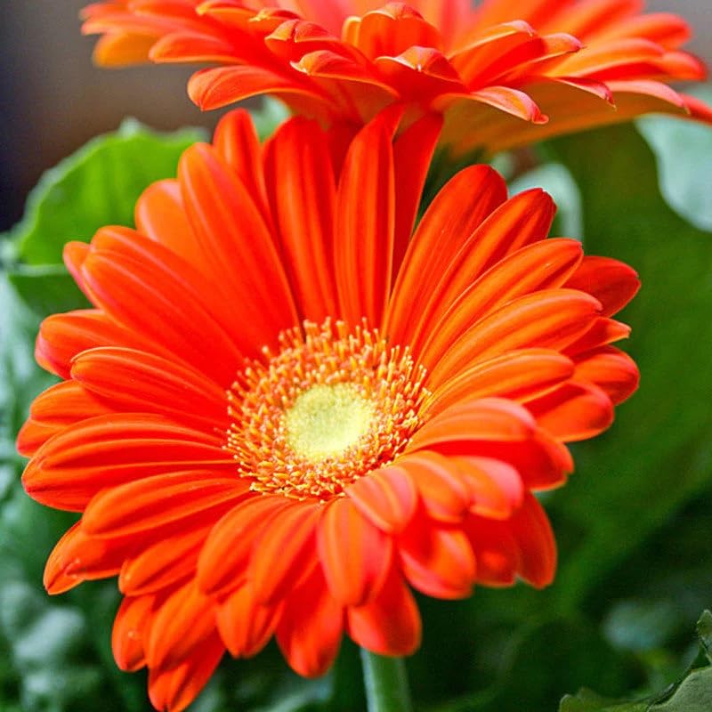Svg® Gerbera flower seeds organic seeds & Home gardening pack of 10-15 seeds (Orange) (B0CVQHN7PC) Amazon Price History, Amazon Price Tracker