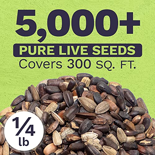 Sweet Yards Seed Co. Autumn Beauty Sunflower Seeds – Bulk 1/4 Pound Bag – Over 5,000 Open Pollinated Non-Gmo Wildflower Seeds – Helianthus Annus – Beautiful Shades Of Gold, Bronze, Yellow, And Purple #TOP2