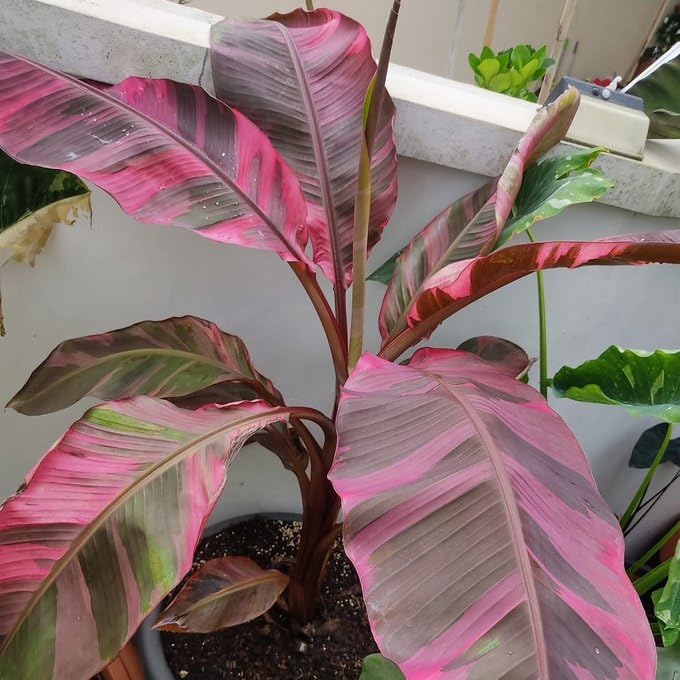 Amazon.co.jp: ピンクバナナ バリエガータ ムサノノピンクバリエガータ