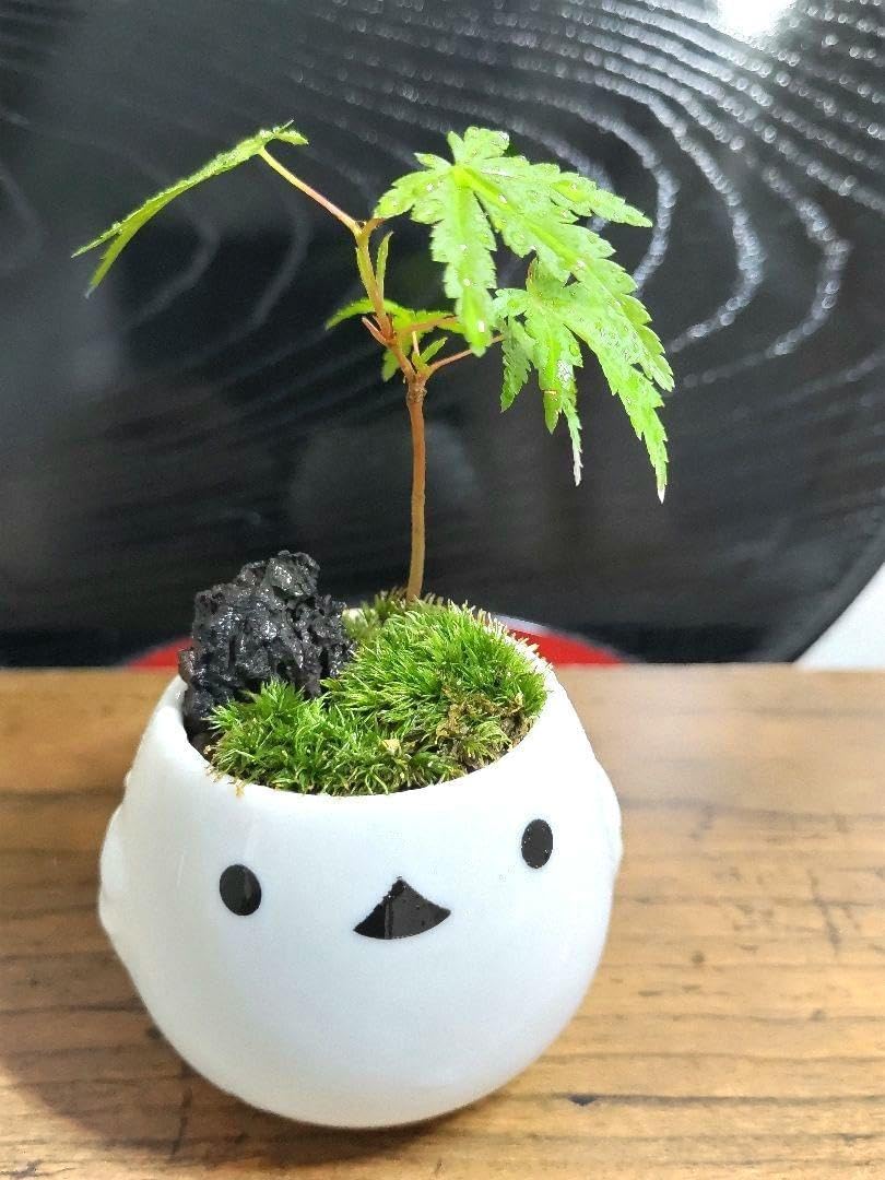 イロハモミジのミニ盆栽 小さな和風庭園 シマエナガ鉢 これから紅葉 No