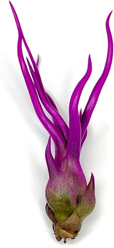 Bulbosa - Planta de aire, planta de aire vivo de Guatemala Tillandsia, llegada saludable garantizada, gran planta de interior, decoración del hogar