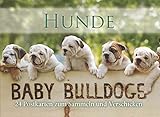  Postkartenbuch Hunde - Baby Bulldogs: 24 Postkarten zum Sammeln und Verschenken: 24 Postkarten zum Sammeln und Verschicken