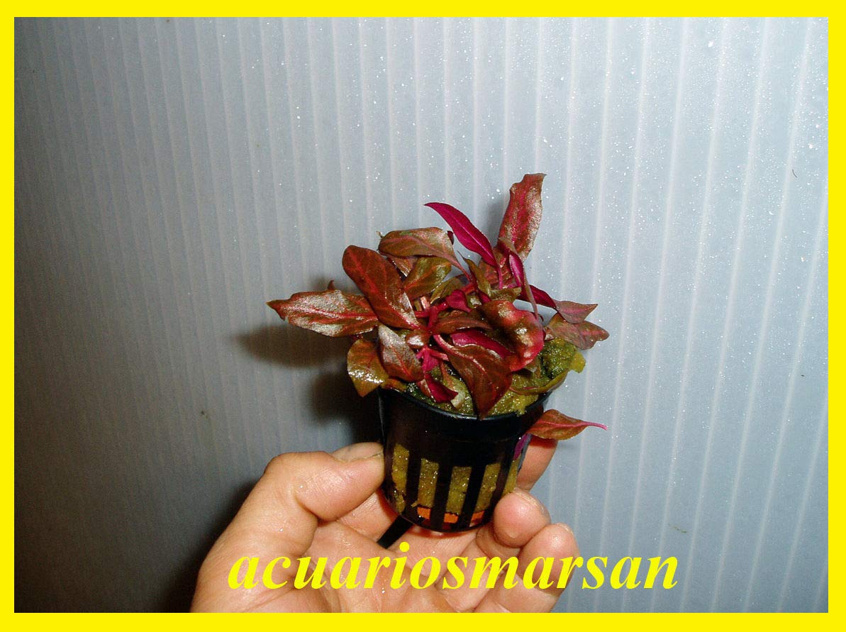 Desconocido Planta DE Acuario Alternanthera reineckii rosanervig
