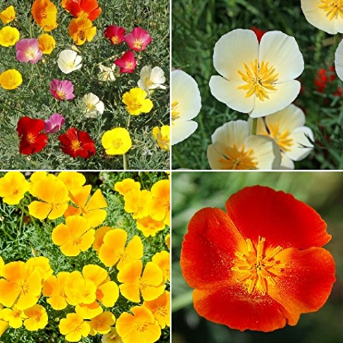 David's Garden Seeds Flower Poppy California Dreaming Mix (Multi) 100 Non-GMO, Open Pollinated Seeds