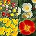 David's Garden Seeds Flower Poppy California Dreaming Mix SL11 (Multi) 500 Open Pollinated Seeds