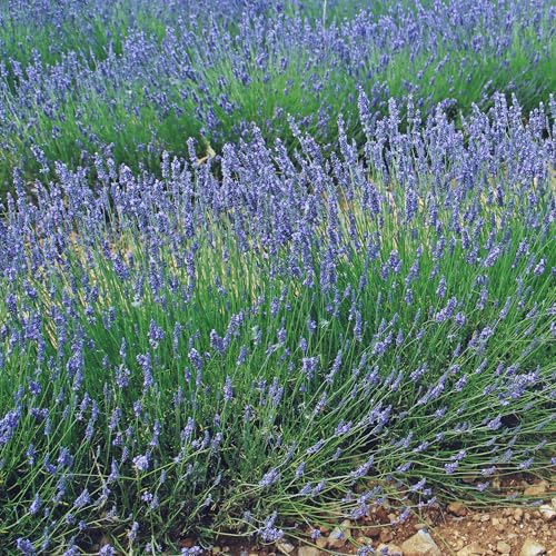 GardenersDream Lot de 6 Lavandes Angustifolia - Plantes de jardin à feuillage persistant - Lavandes d'extérieur pour jardin - Arbustes à fleurs captivantes