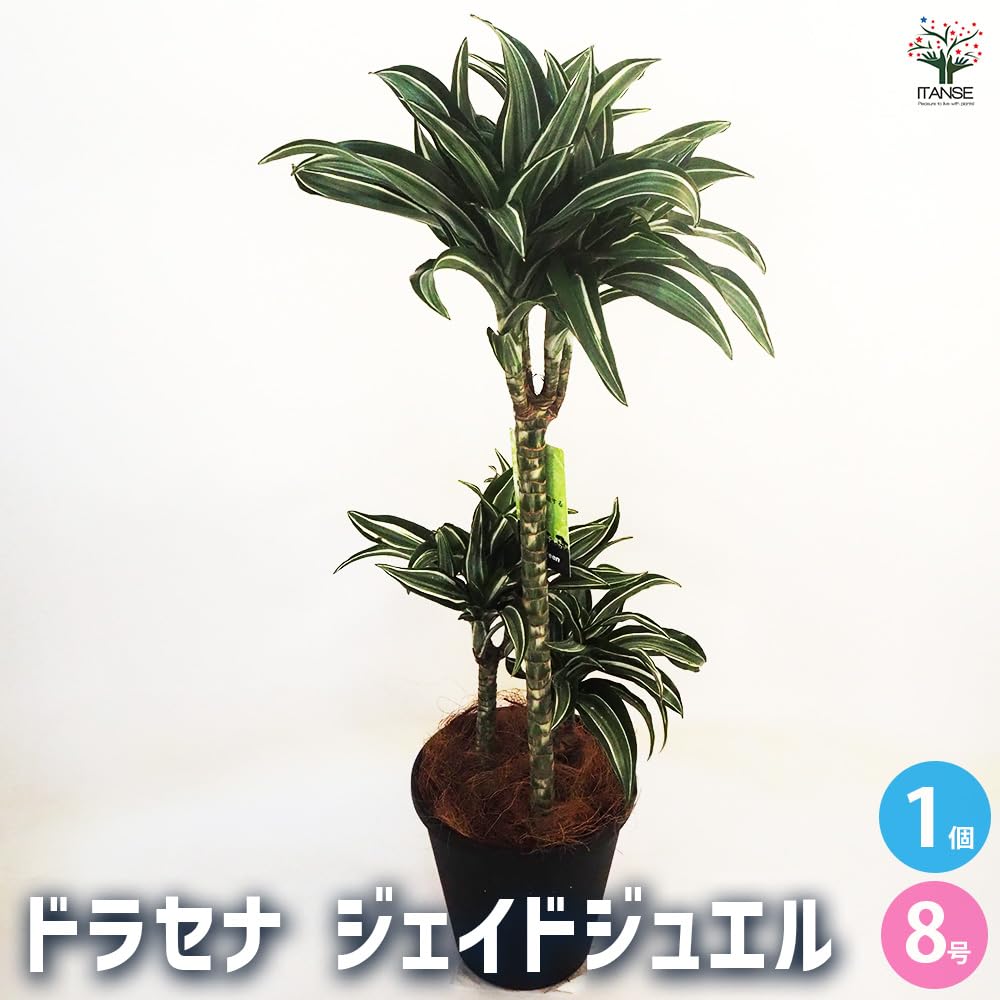 ワーネッキー【ジェイドジュエル】 観葉植物♡ドラセナ ドラセナ 【植物の 7号／1個売り】｜ 【観葉植物 ジェイドジュエル その他観葉植物