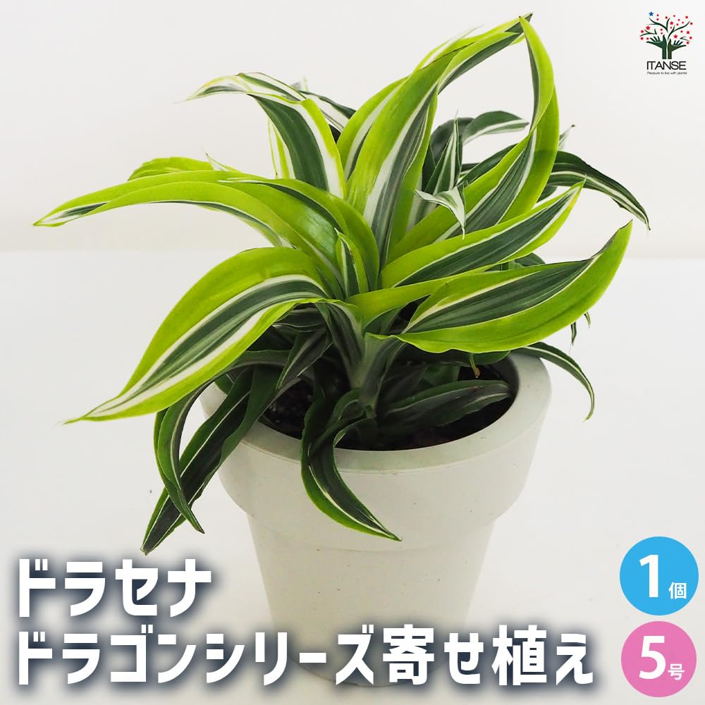 Amazon｜ITANSE ドラセナ ドラゴンシリーズ 寄せ植え 5号 1個