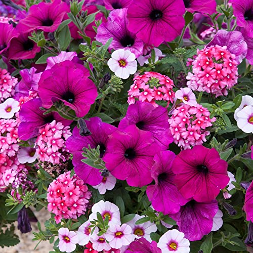 Trio Cherry Kiss | Garden Ready Outdoor Bedding Hanging Basket Plants in Pots | Colourful Potted Flowering Varieties