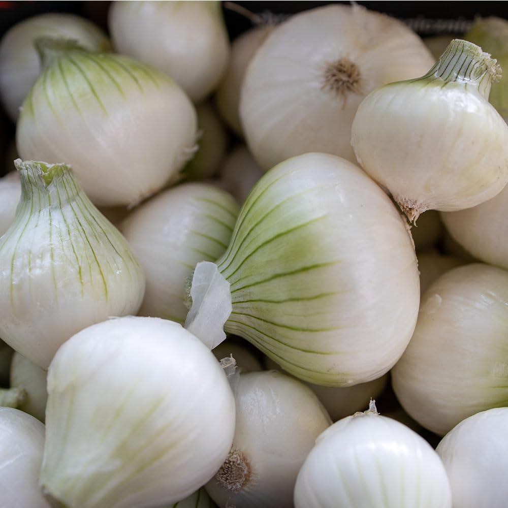 Onion Tonda Musona Seeds – Organic White Round Onion – Early Medium Maturity, Sweet Tender Flesh – High Yield Spanish-Style Italian Variety