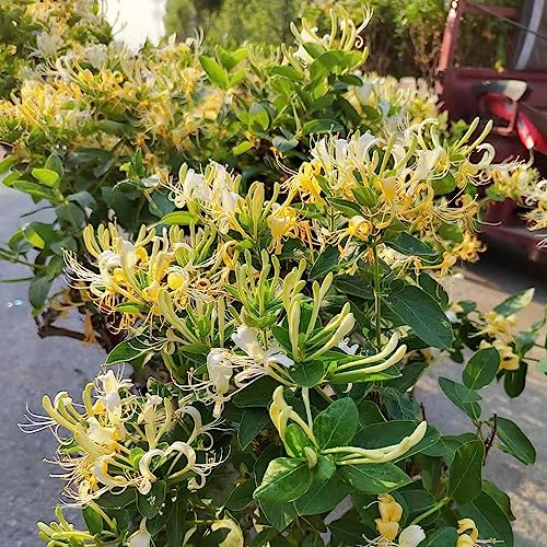 semillas de madreselva, exóticas resistentes jardín trepadoras perennes 750pcs