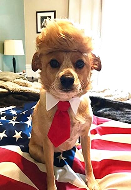 Dog president costume Clearance