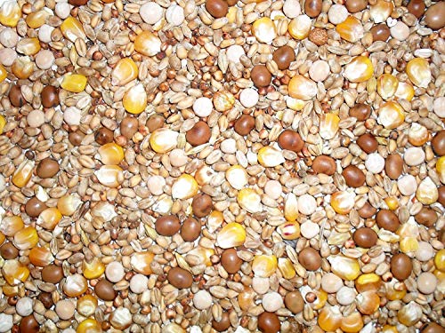 Johnston & Jeff Four Seasons General Economy Pigeon Seed Mix 20 kg (Pack of 1)