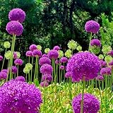 Se hai bisogno di ancora più fiori e piante per riempire il tuo giardino, puoi dare un'occhiata alla home page del mio negozio!