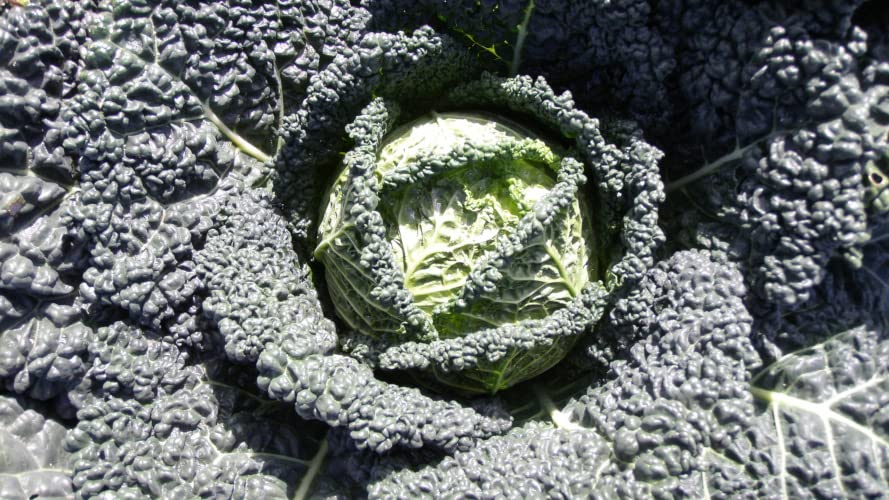 Savoy Cabbage Plug Plants Grow Your Own Vegetables (3 Plugs)