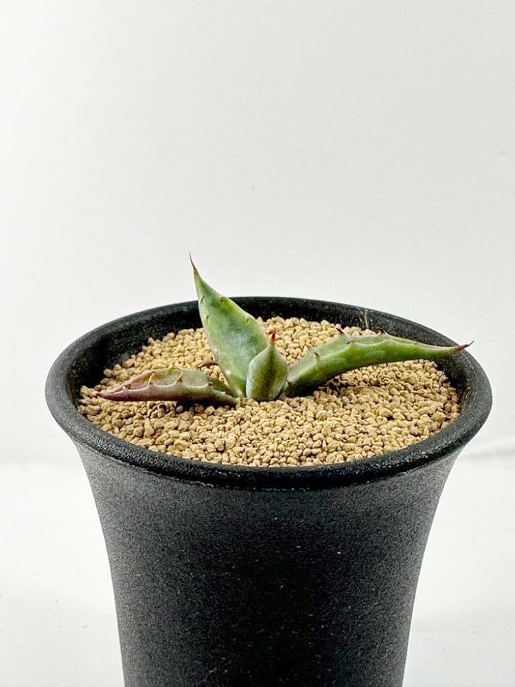 コロータ　錦　アガベ　ガーデニング　多肉植物 多肉植物：アガベ コロラータ錦 中斑*幅13.5cm 現品！一品限り