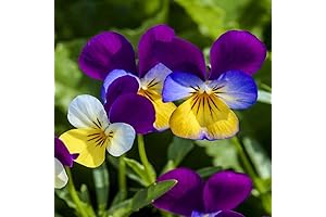 Outsidepride 5000 Seeds Perennial Viola Johnny Jump Up Flower Seeds for Planting