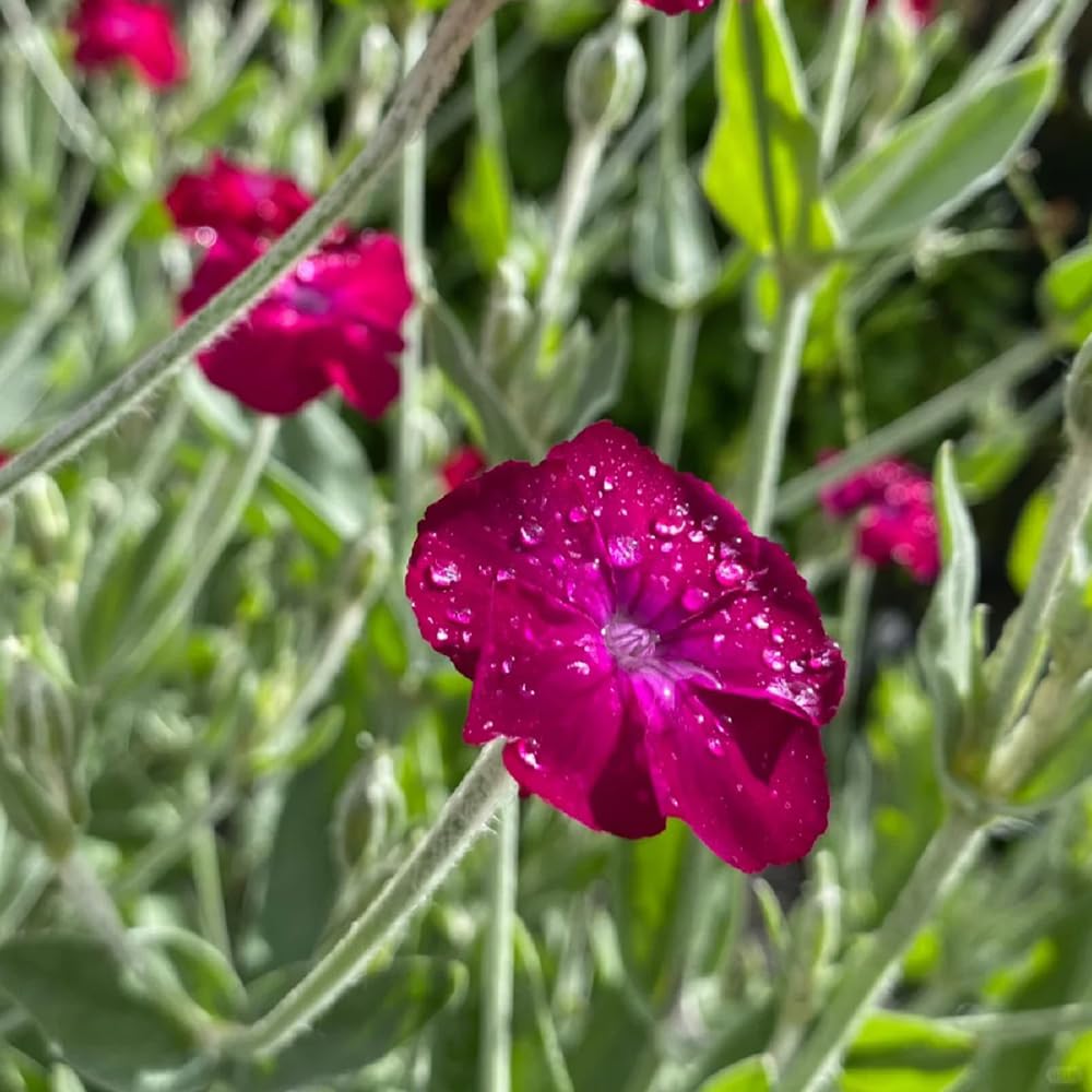 Aglio Coltivazione Domestica 60 Spicchi D'aglio (bulbi) Per Semina - Aglio  Rustico E Resistente, Per Orto O Giardino Aglio Per Piantare, image size:1000x1000