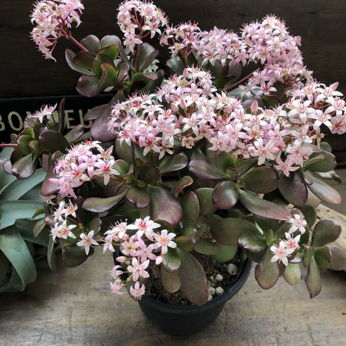 Amazon｜ノーブランド品 金のなる木 5号 花月 多肉植物 観葉植物 成金