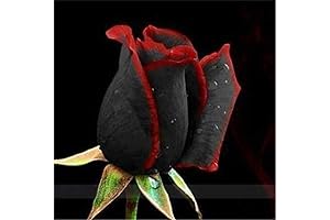 Mesmerizing Cherokee Rose Collection: Adorn Your Garden with Enchanting Hues and Rarity