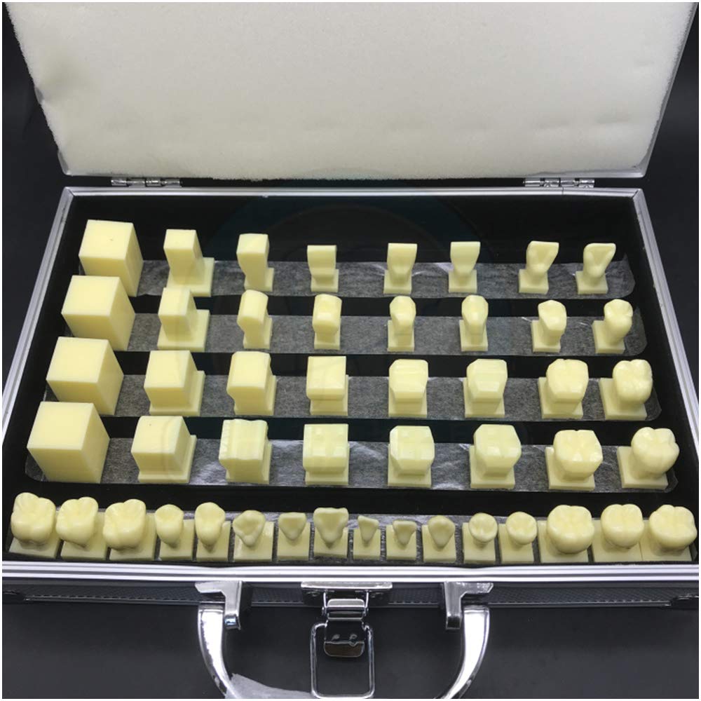 Sjdopulse A Teeth Model For Education - Dental Teaching Step Model - Students Learn To Sculpt Tooth Model - Simulated Oral Tooth Demonstration Model - For Practice Training (A)