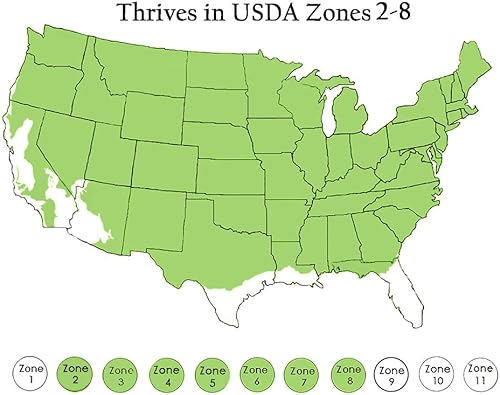 Miniatura 5 de 1 galón, Abeto enano de Alberta Shrub