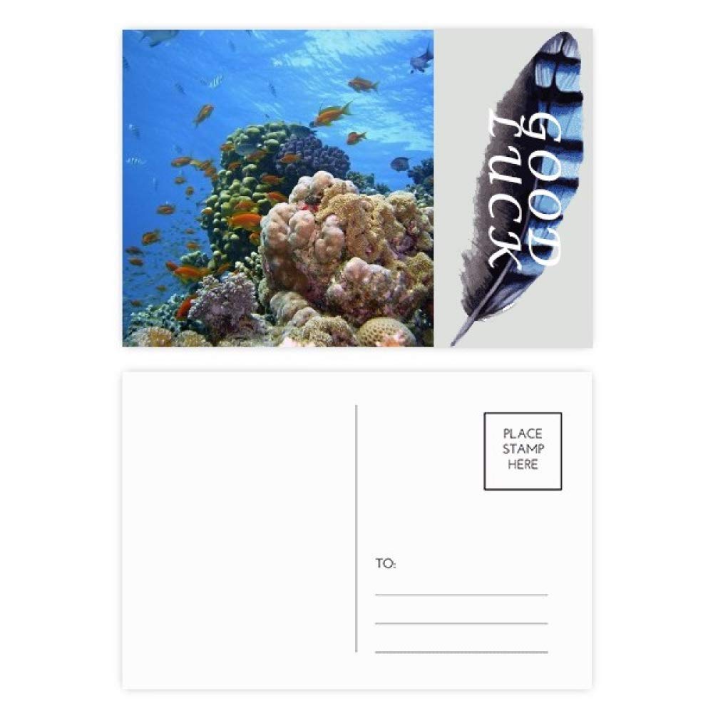 ガラス細工｜海｜海がめ｜フォーカートグラスワークス 海洋生物 亀 海洋動物 ラッキーフェザー ポストカードセット サンキューカード メーリングサイド 20枚