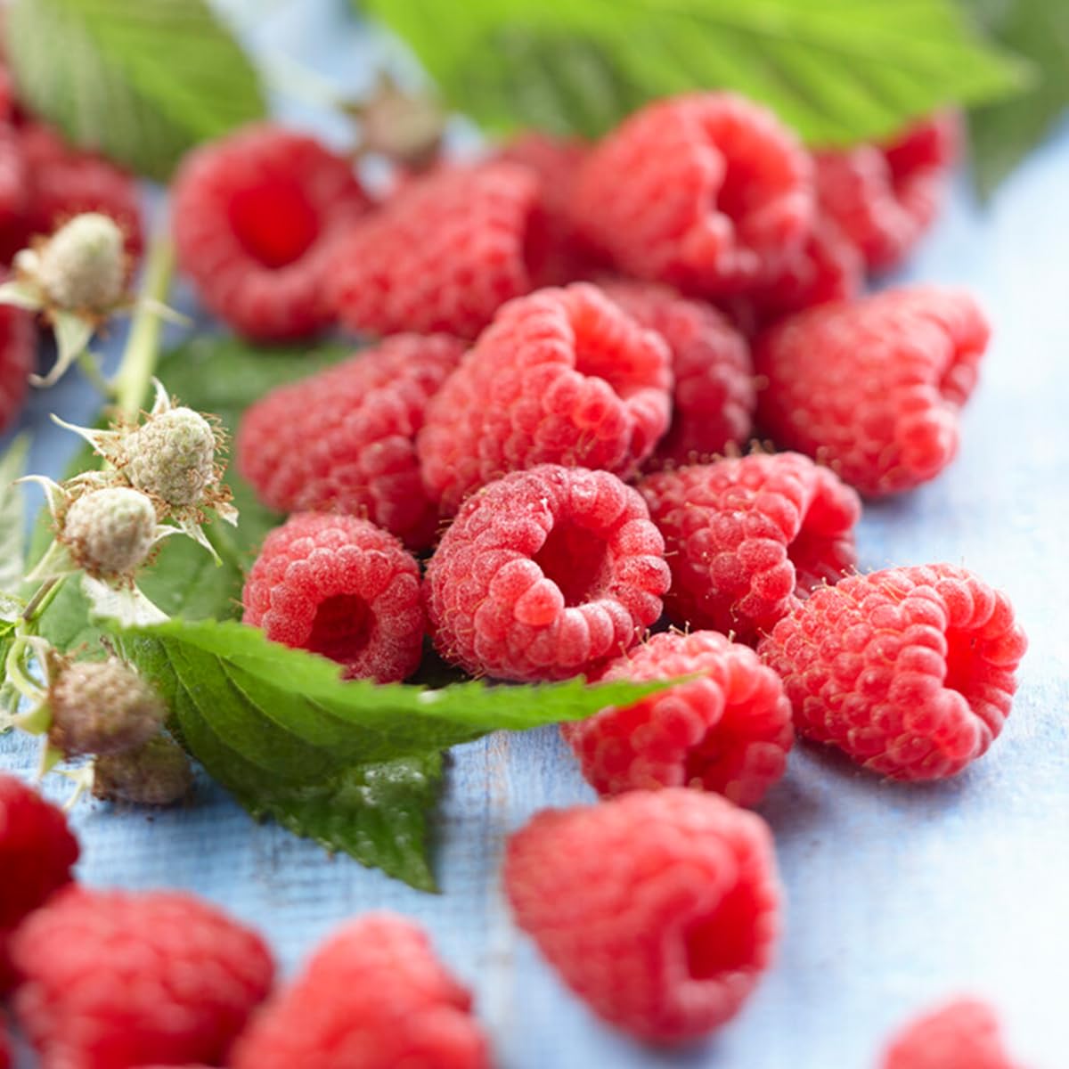 Bloomique - Set de 2 - Rubus idaeus ‘Heritage’ - Frambuesa - Planta frutal - Resistente al frío - 50-70 cm - Maceta 15 cm