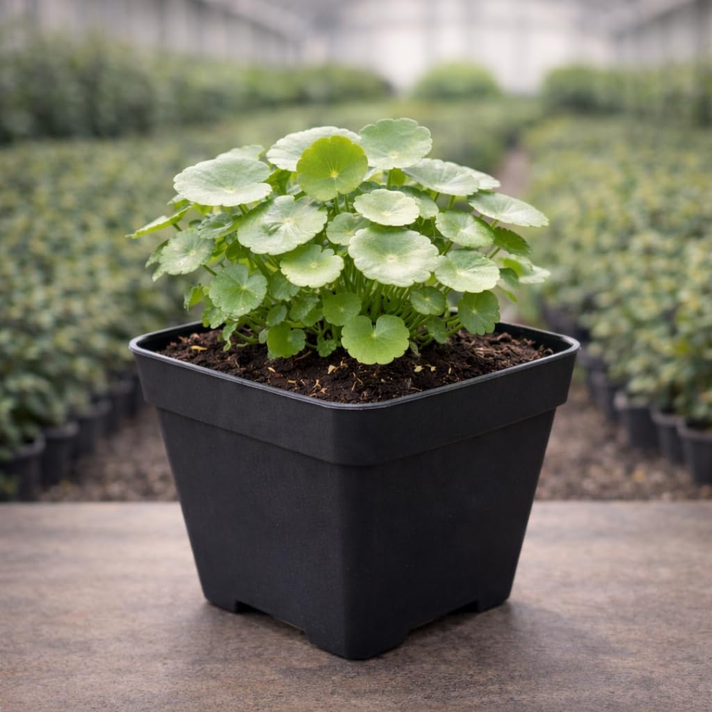 Chinese Money Plant - Air Purifying & Lucky Pilea -5