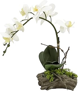 Serene Spaces Living Artificial White Phalaenopsis Orchid in Driftwood P...