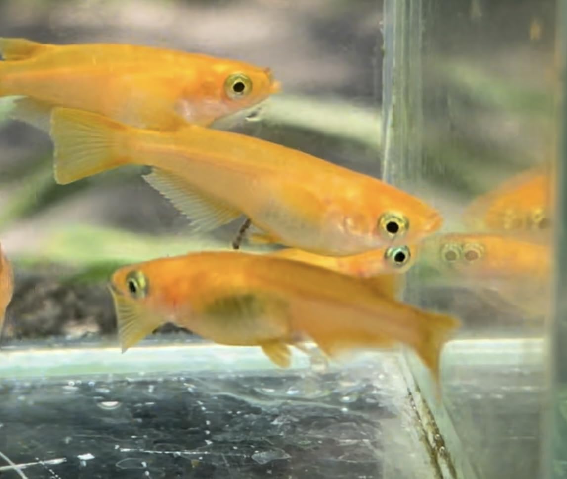 Amazon | 楊貴妃メダカ 卵 有精卵50個 | ノーブランド品 | 観賞魚