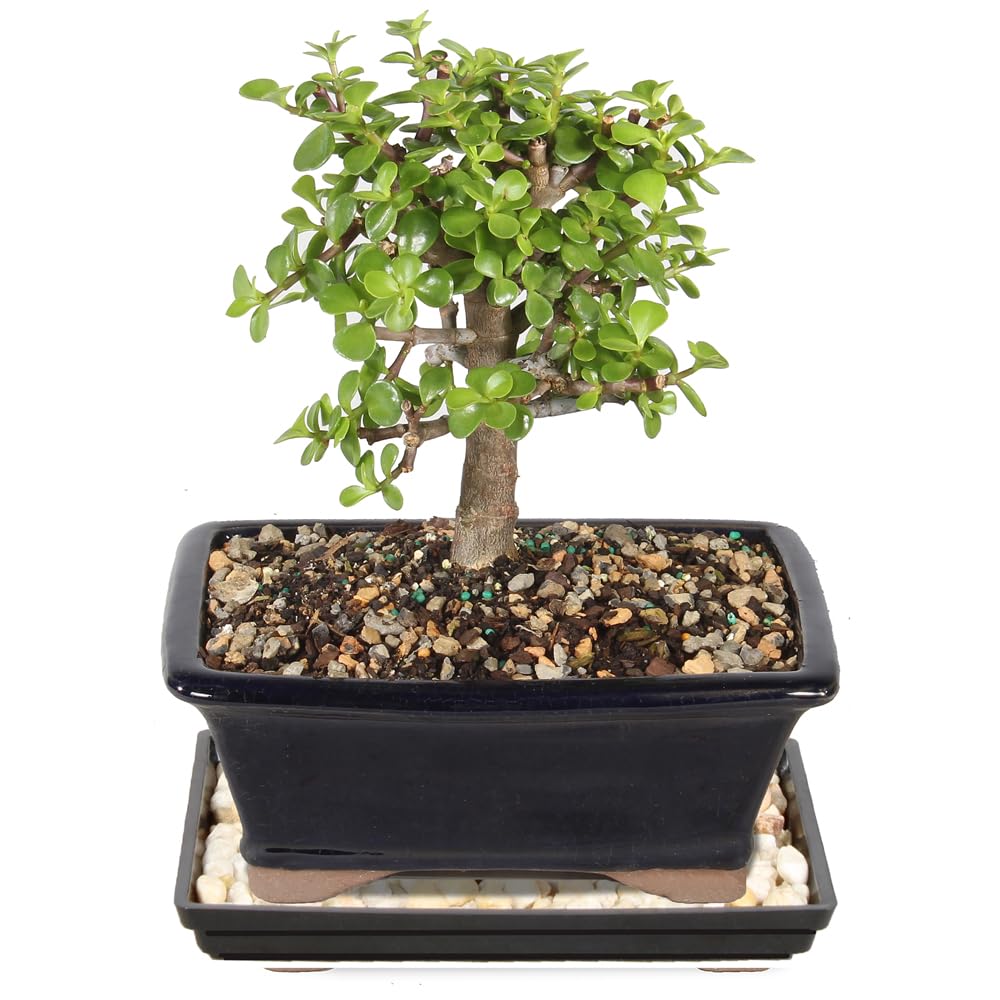 Brussel's Bonsai Medium Jade Tree