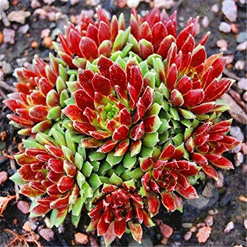 Bloom Green Co. 100 piezas asombrosas plantas de Sempervivum Mezclados Mini Jardín Suculentas Cactus Bonsai Perennial House Leeks Live Forever Fácil de cultivar: 2
