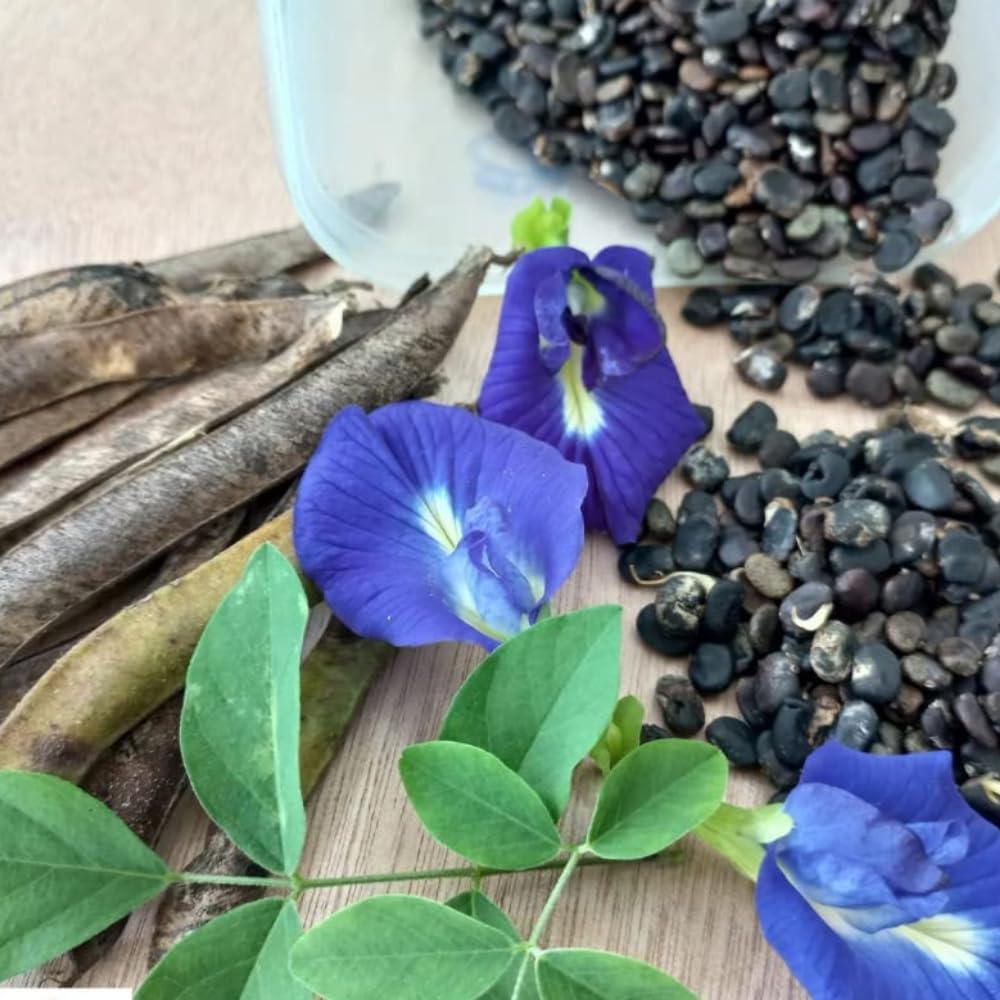 Bhajanlal Greenery Aparajita Seeds Mixed Color Pack White Blue - Single Petals Aprajita Shankhpushpi Hybrid Butterfly Pea Seeds Medicinal Flower Plant Creeper Seeds for Home Gardening (50+Seeds) (B07MJZJSH1) Amazon Price History, Amazon Price Tracker