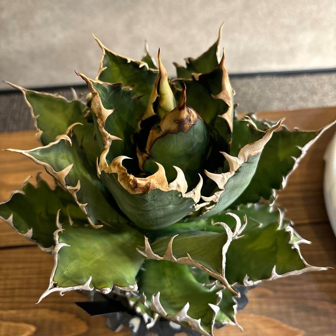 アガベ チタノタ レッドキャッドウィーズル 赤猫 ゴリ猫 コレクション