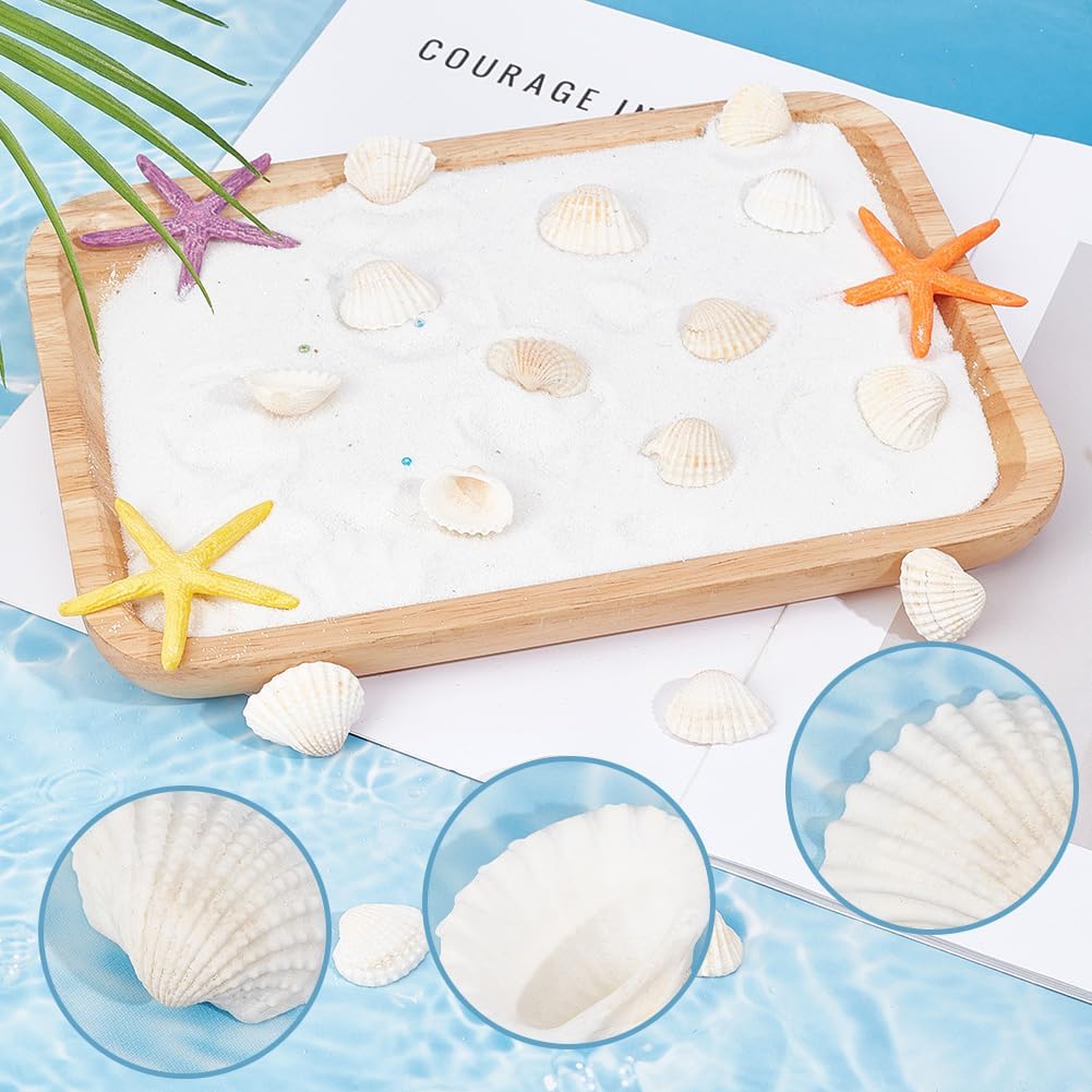 300Pcs Small Clam Shells Seashell Decorations Natural Summer Beach Sea Ocean Themed Animals No Hole Undrilled Bead Ornament for Wedding Home Beach Theme Party Fish Tank Vase DIY Decoration