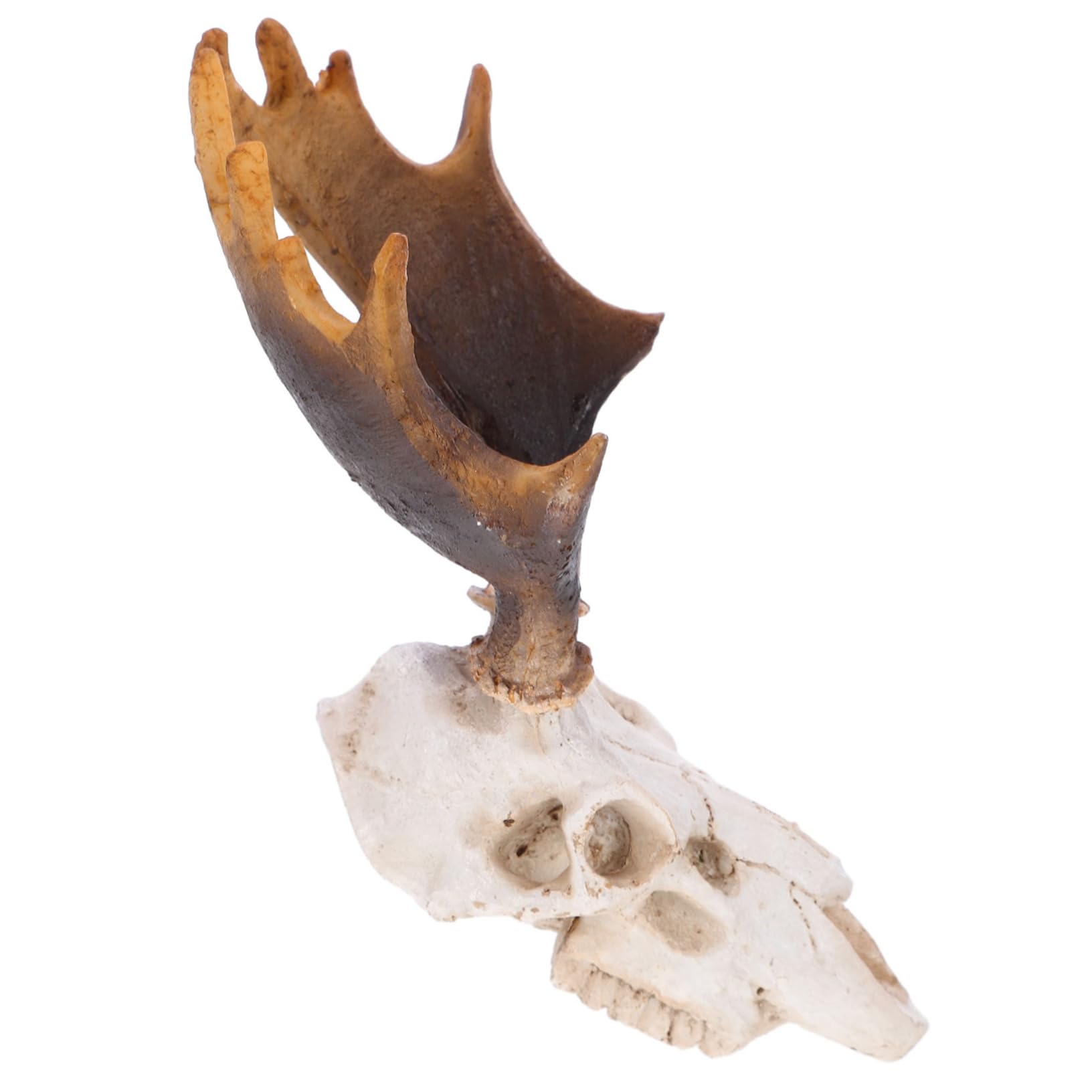 POPETPOP 5 Pz Decorazione Dell'habitat Animali Ornamento Della Caverna Del Rettile Acquario Per Rettili. Pelle Di Teschio Di Cervo Nascondiglio Per Rettili Nascondiglio Dei Rettili Resina
