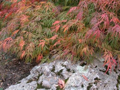 Amazon.com: 橙色日本楓木- 橘子日本楓木2 - 年活植物: 露臺、草皮與花園