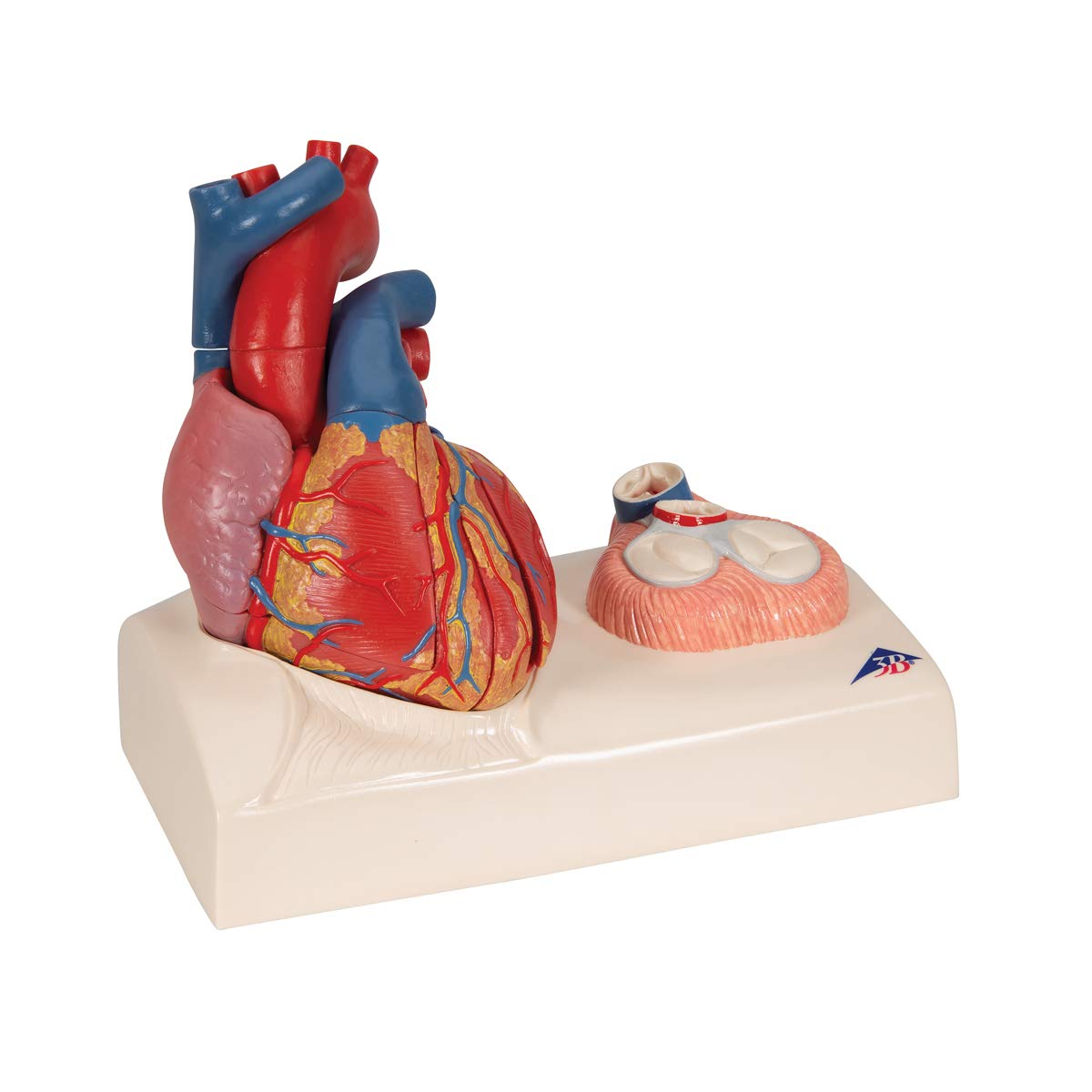 3B Scientific naukowa anatomia człowieka - model serca na podstawie, 5 części darmowe oprogramowanie anatomiczne - 3B Smart Anatomy