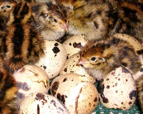 Turnbull Farms Purebred Jumbo Brown Coturnix Quail Hatching Eggs - 8 Dozen (96)